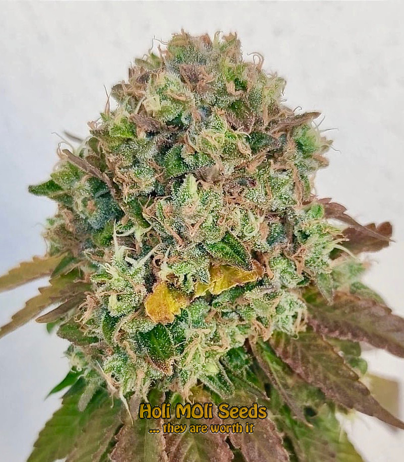 acid diesel cannabis pics