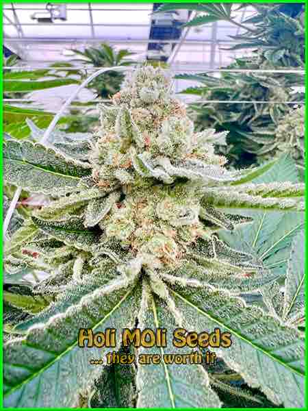 acid diesel cannabis pics