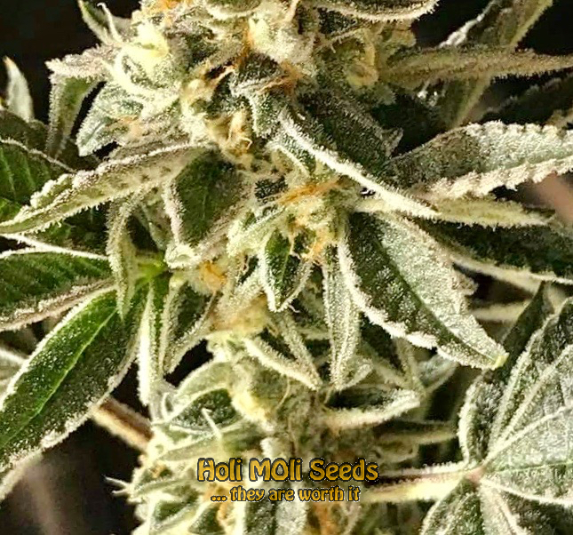 Afghani Hawaiian x Laos x Jamaica cannabis pics