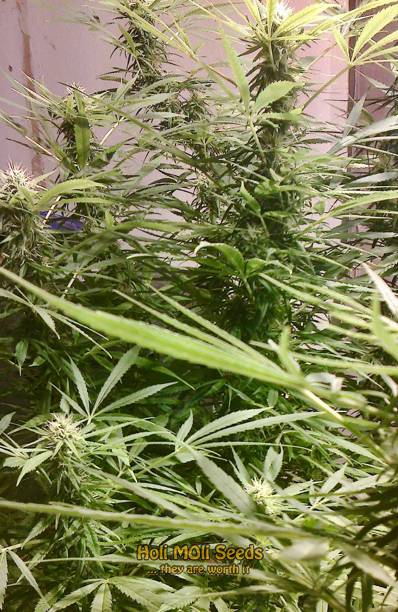 agent orange cannabis pics