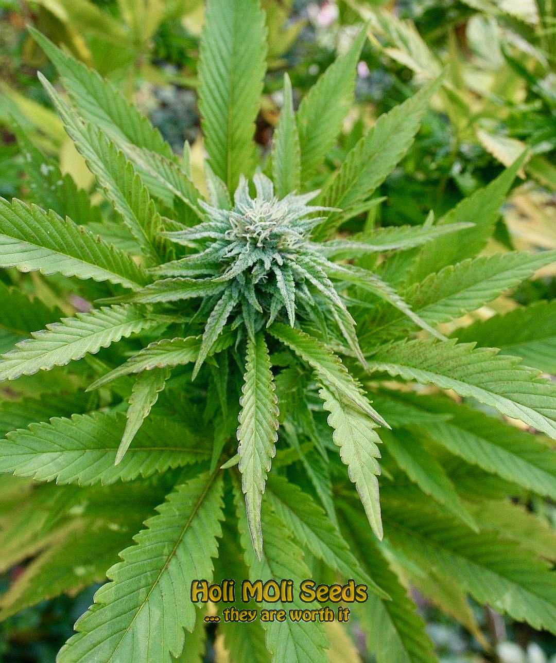 agent orange cannabis pics