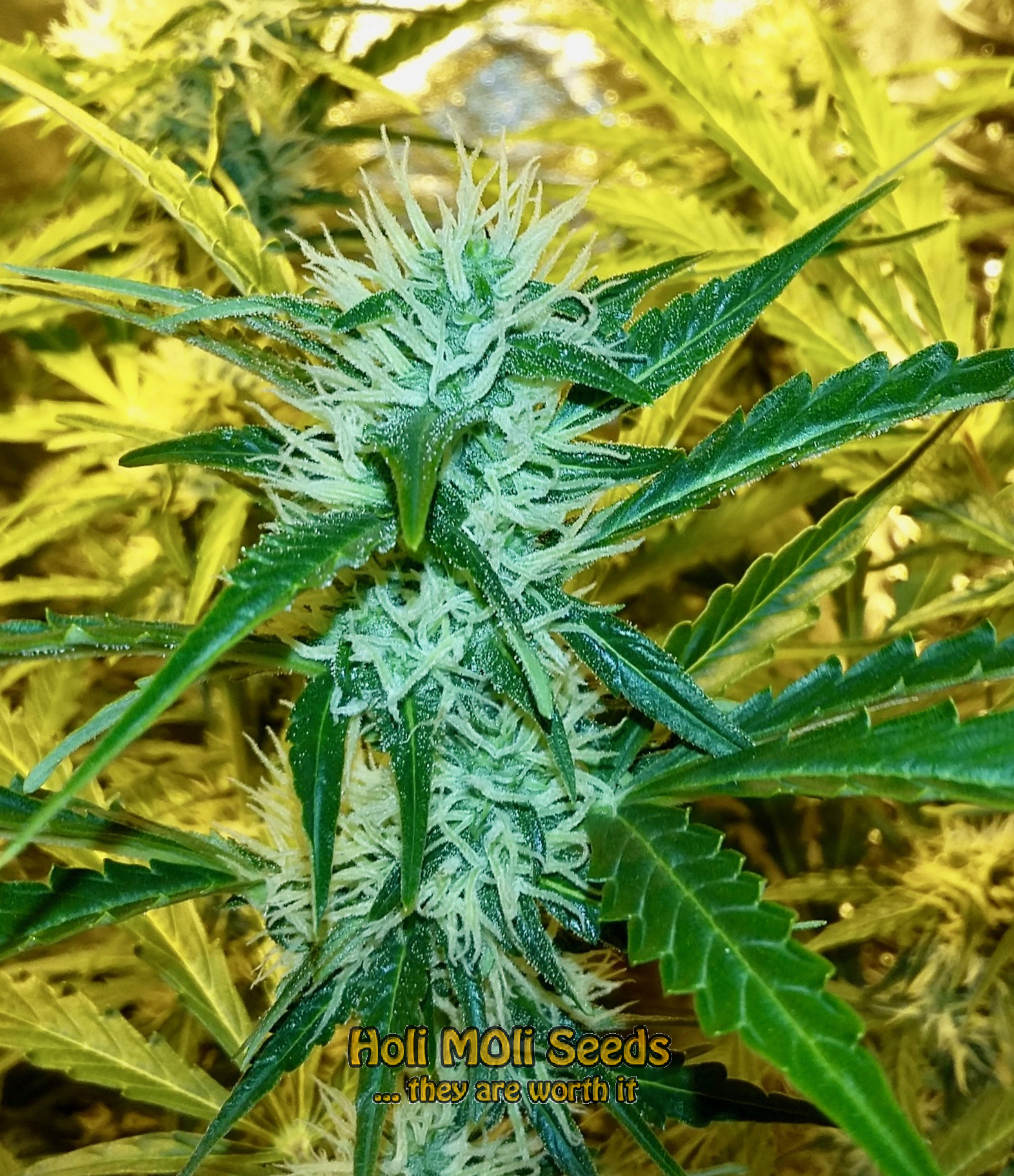 ak 59 cannabis pics