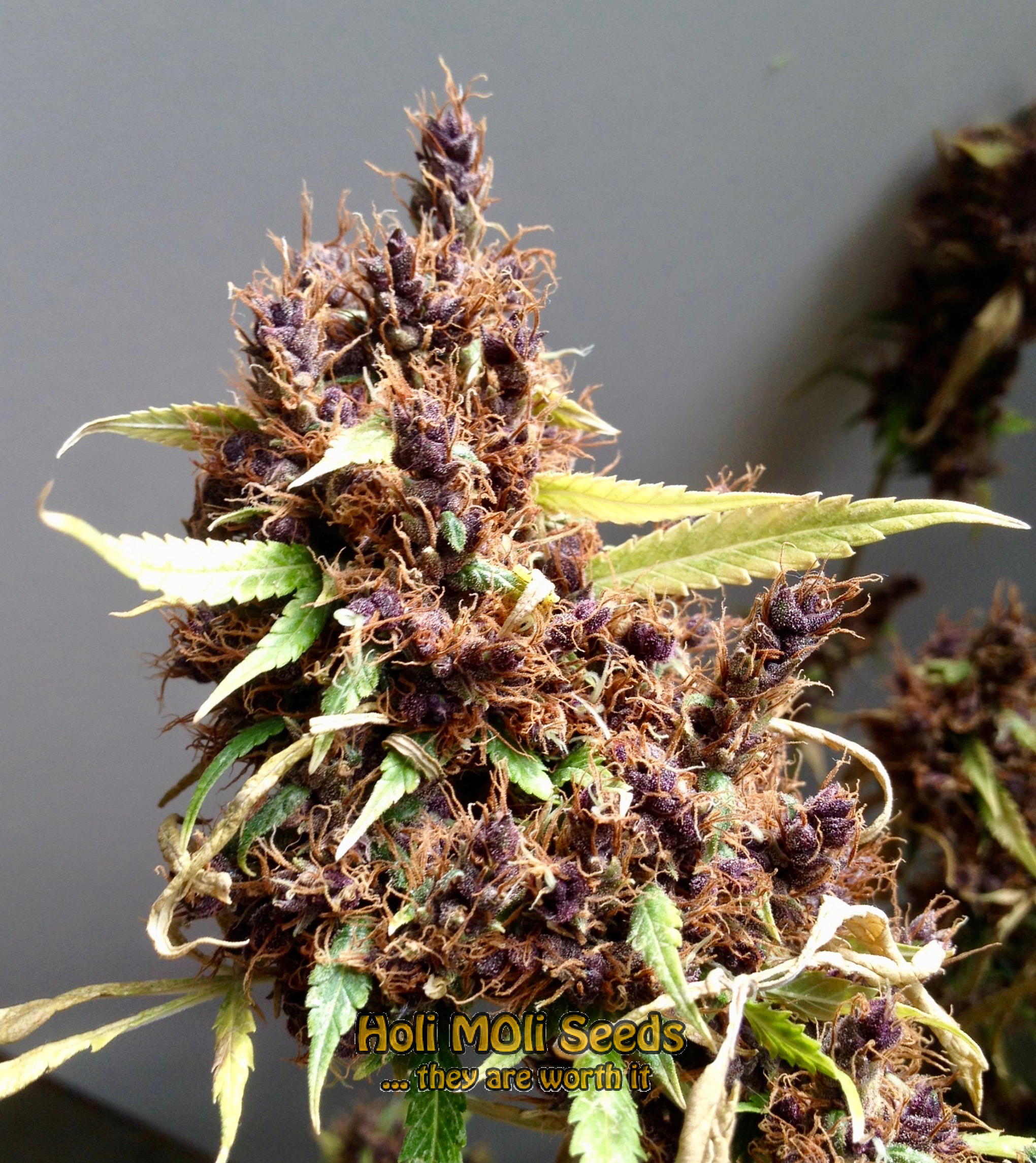 ak durban poison cannabis pics