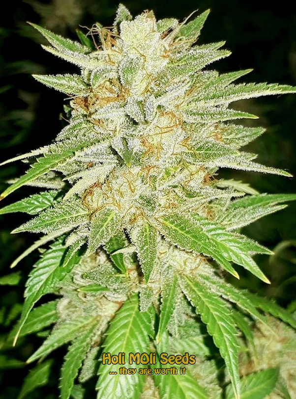 ak durban poison cannabis pics