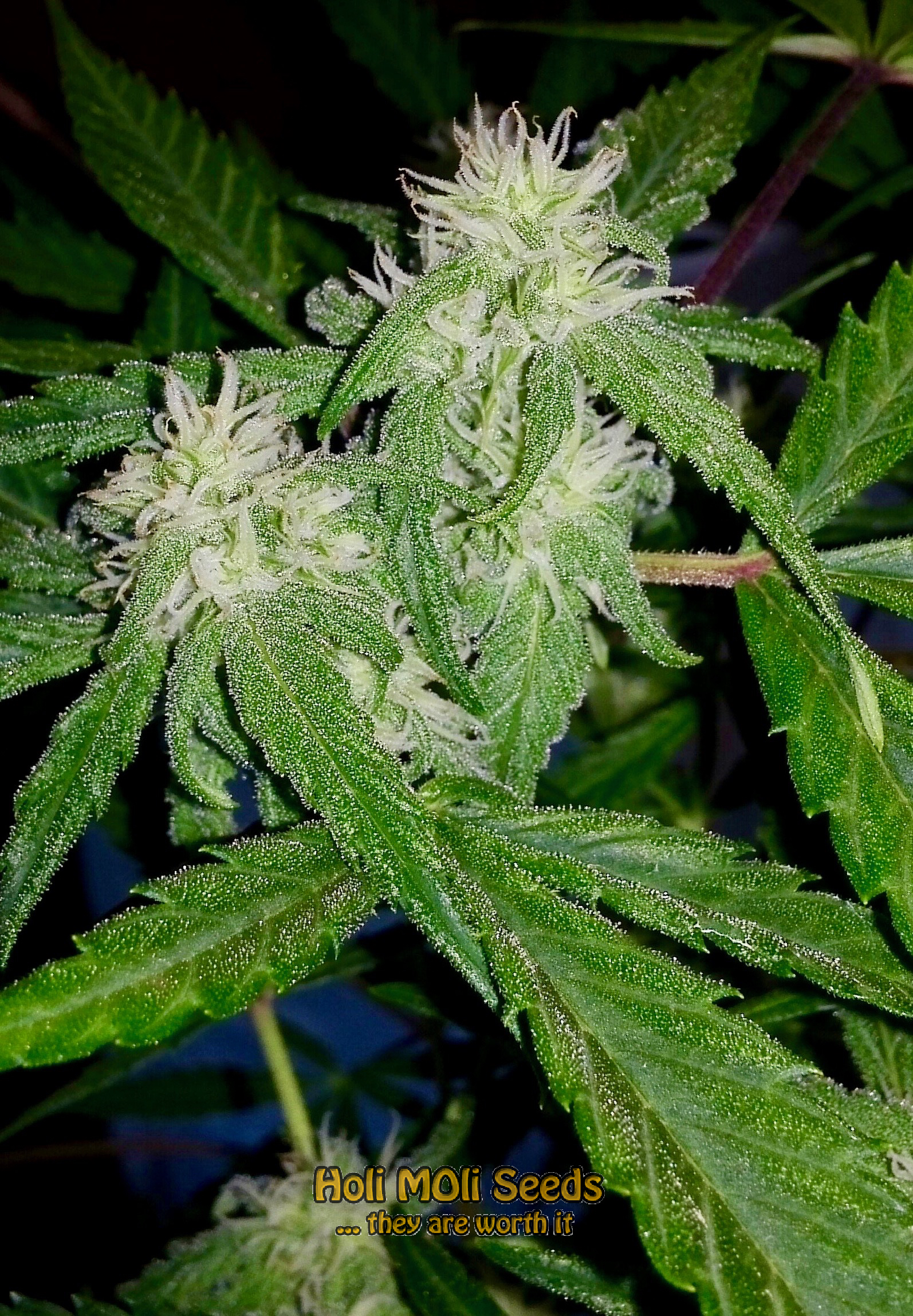 ak durban poison cannabis pics