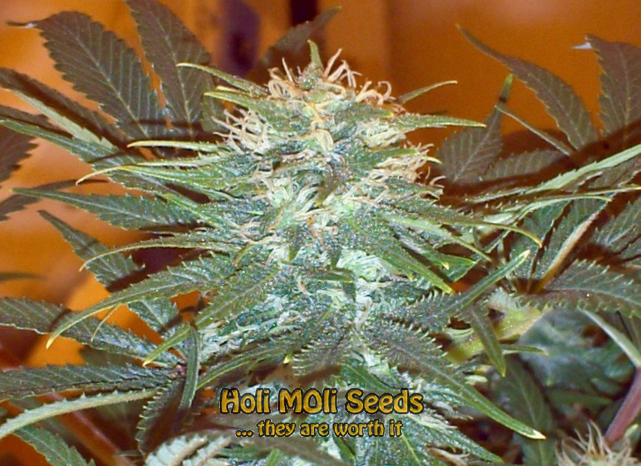 ak durban poison cannabis pics