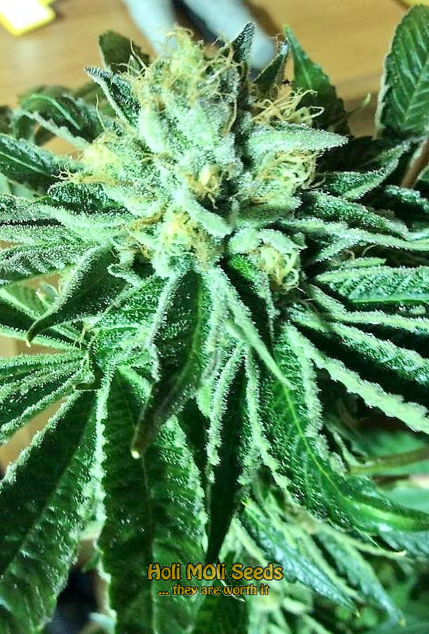 alien gorilla glue cannabis pics