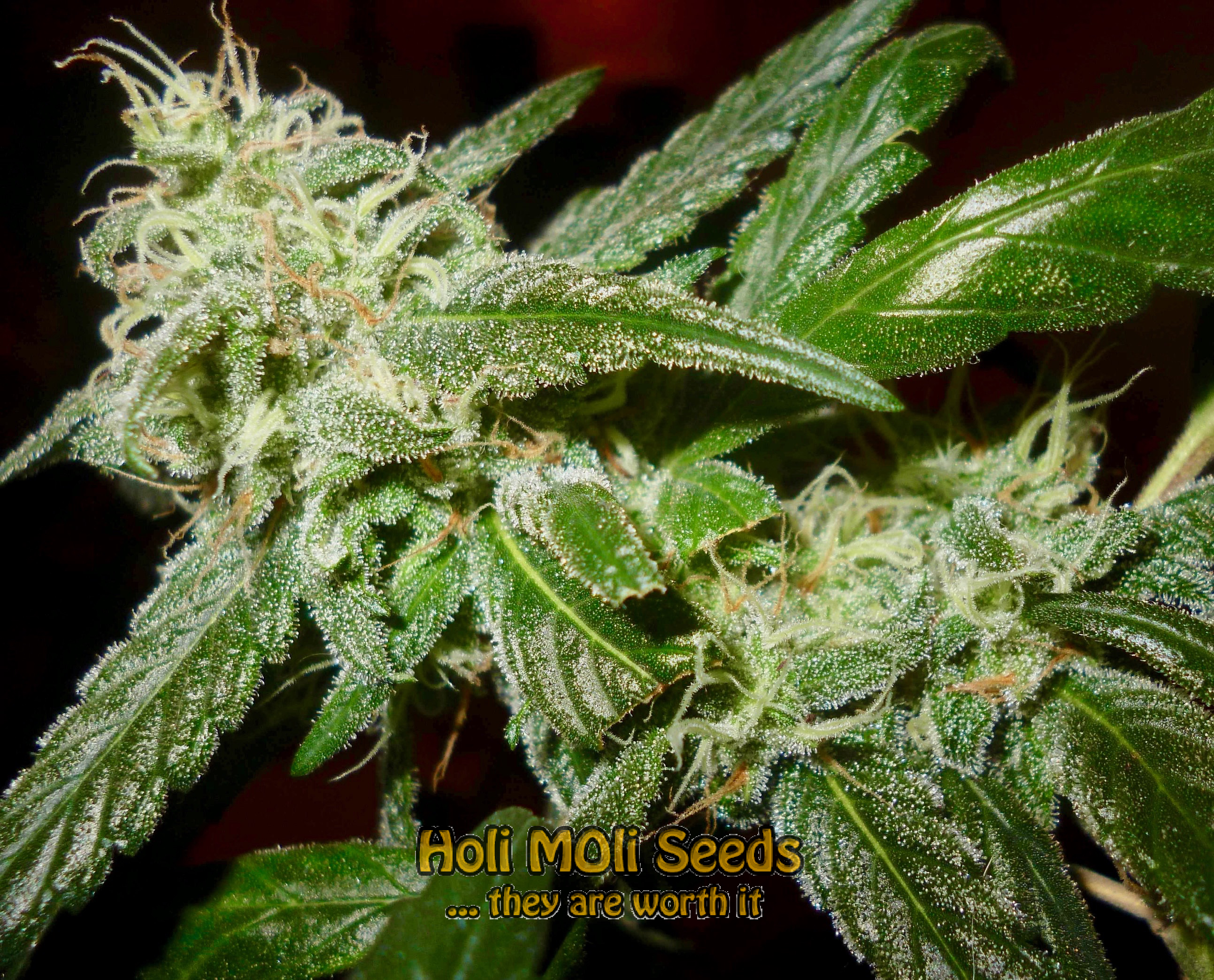 alien gorilla glue cannabis pics