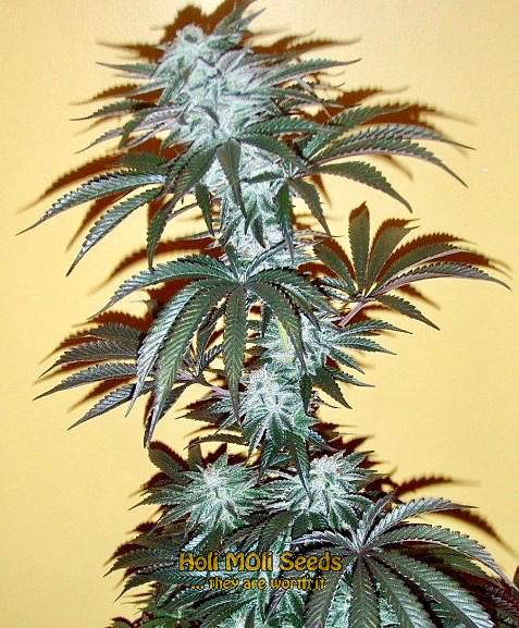 alien gorilla glue cannabis pics