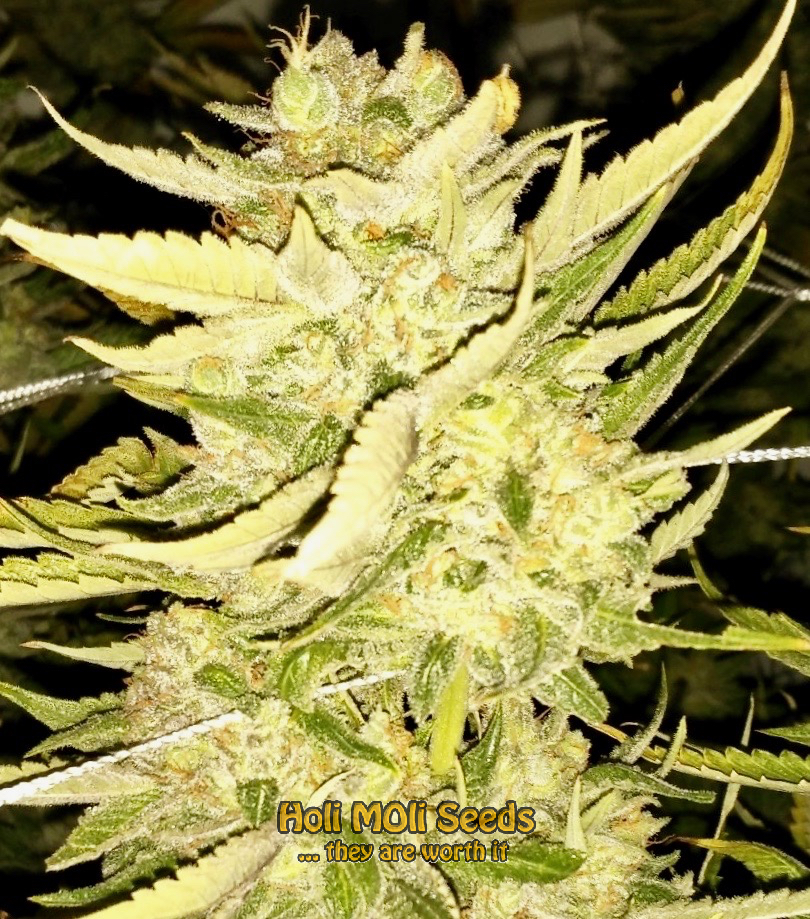 alien gorilla glue cannabis pics