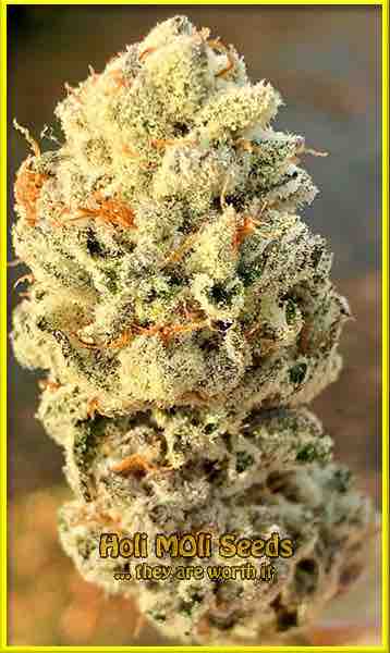 alien gorilla glue cannabis pics