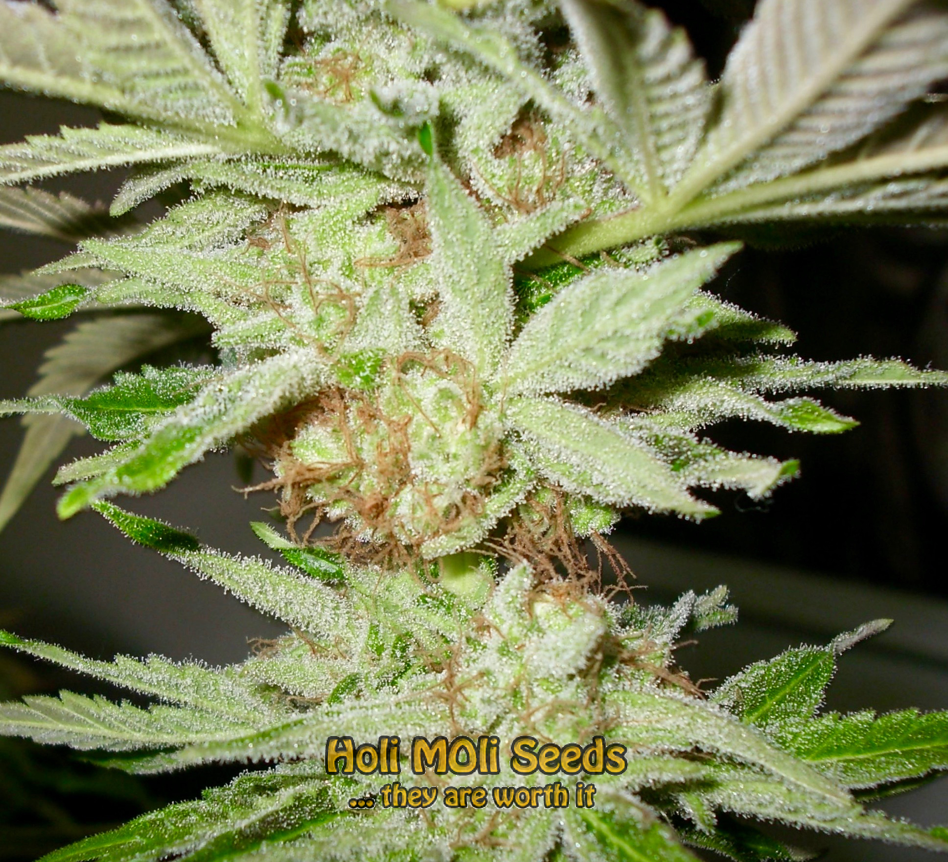 amnesia lemon cannabis pics