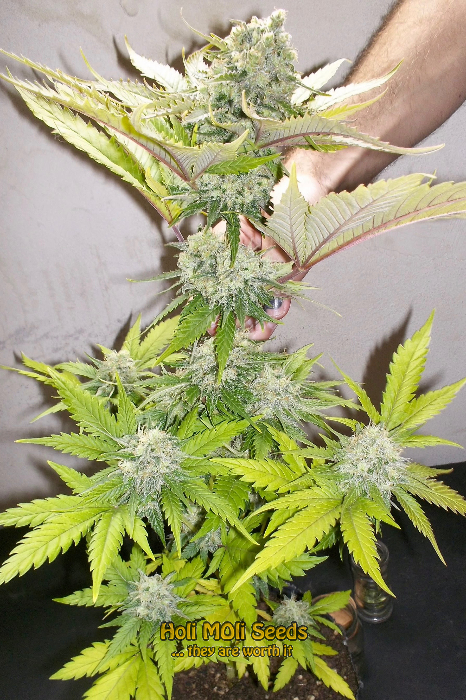 amnesia purple cannabis pics