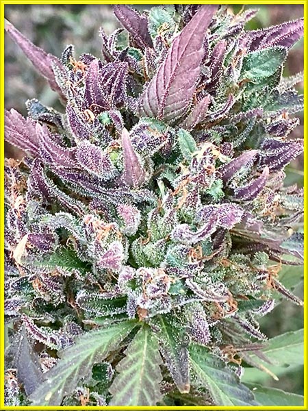 amnesia purple cannabis pics