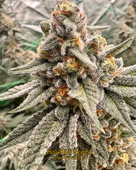 apple fritter x sour apple runtz regs cannabis pics