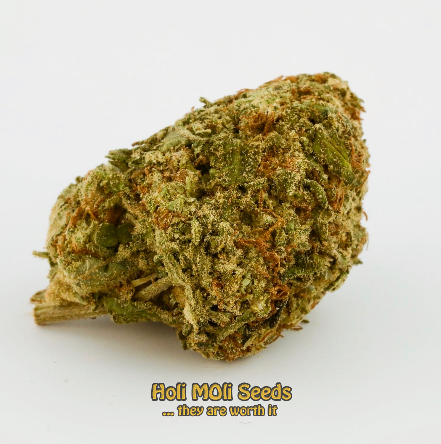 apple fritter x sour apple runtz regs cannabis pics