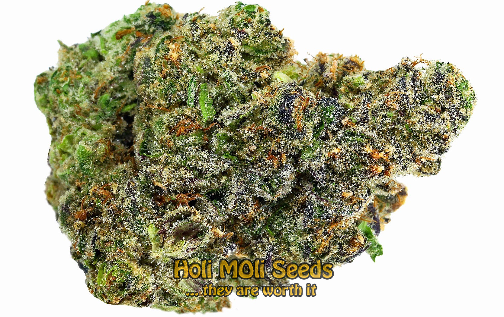 apple fritter cannabis pics