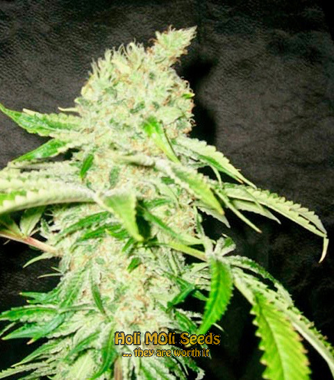 apple fritter cannabis pics