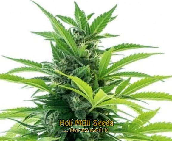 acapulco gold autoflower cannabis pics