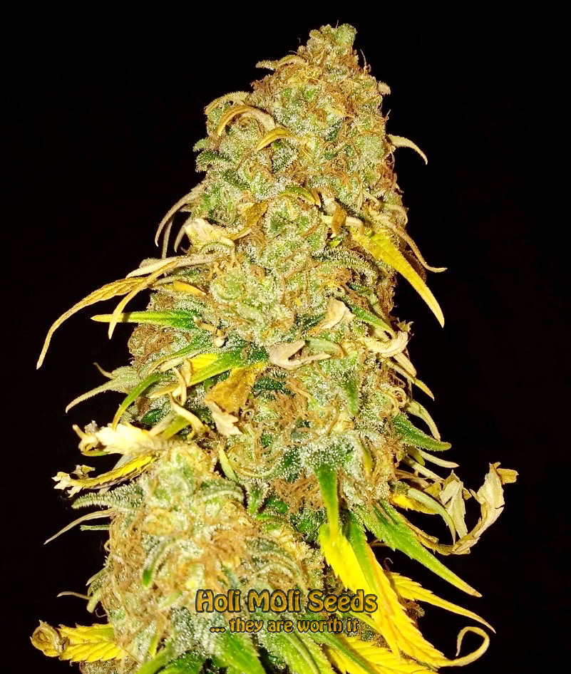 acapulco gold autoflower cannabis pics