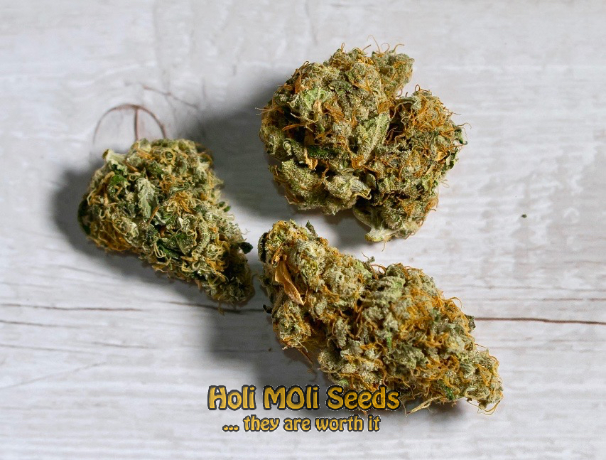 acapulco gold autoflower cannabis pics