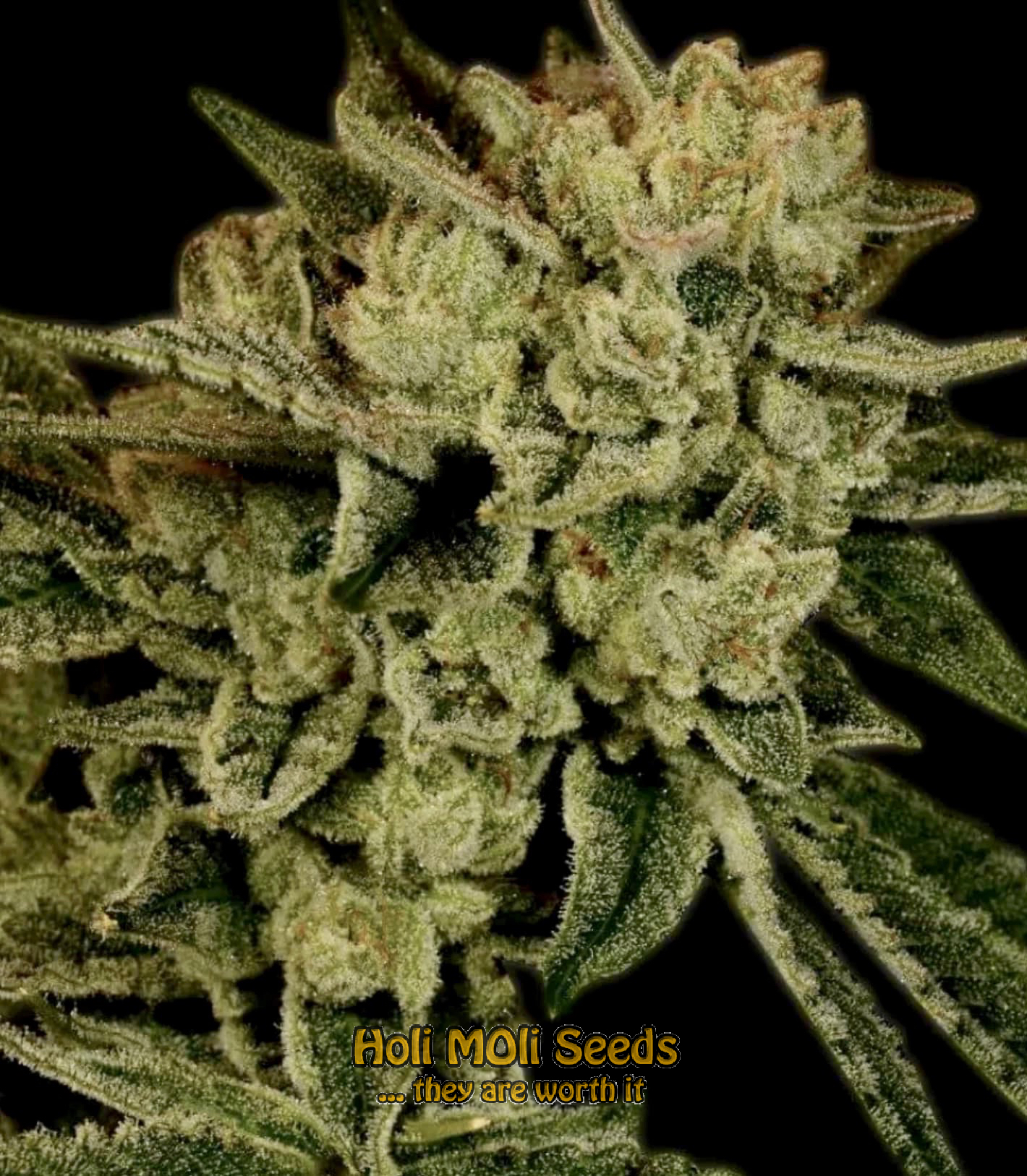 acapulco gold autoflower cannabis pics