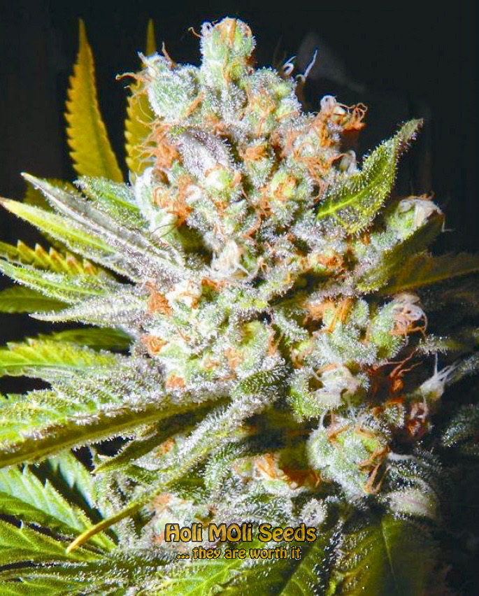 acapulco gold autoflower cannabis pics