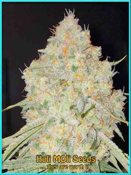 acapulco gold autoflower cannabis pics