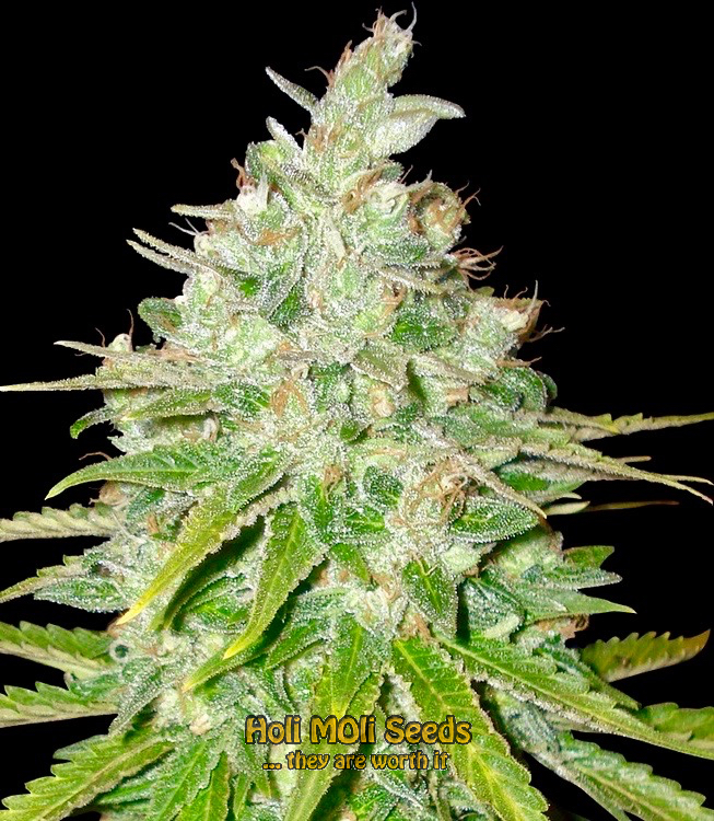 afghan autoflower cannabis pics