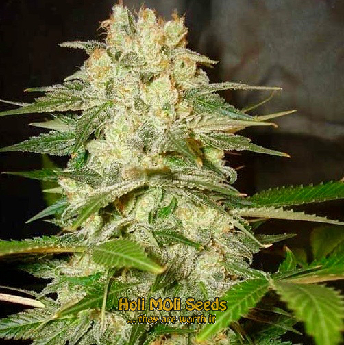 afghan kush autoflower cannabis pics