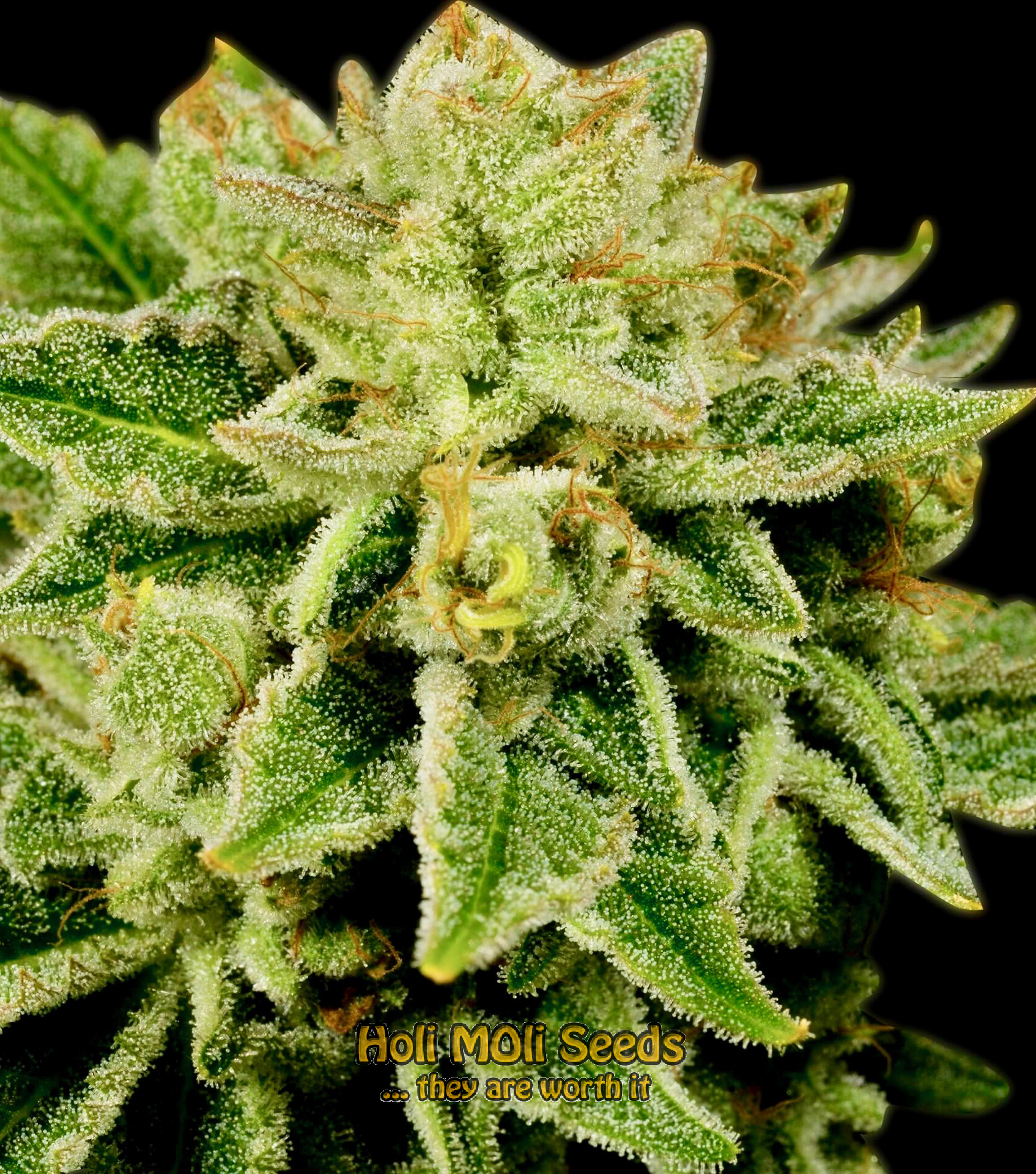 afghan kush autoflower cannabis pics