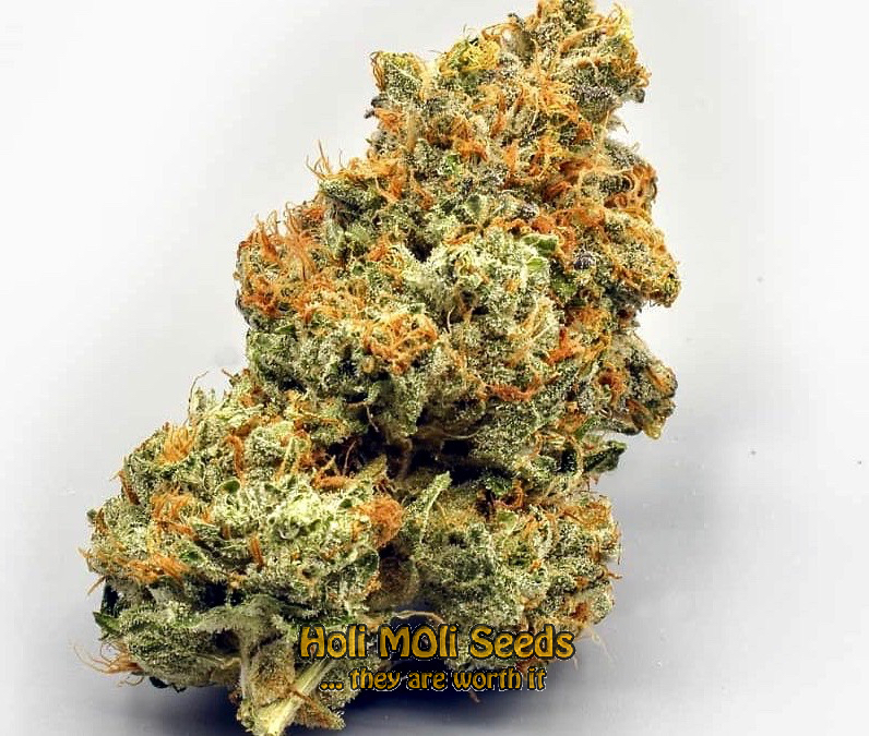 afghan kush autoflower cannabis pics