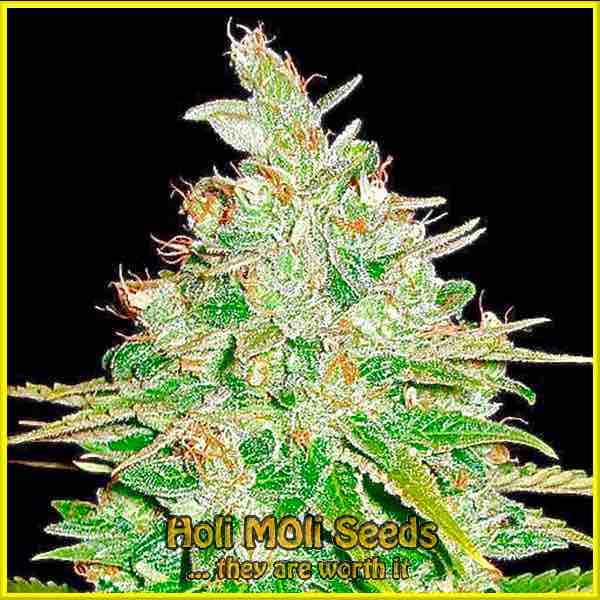 afghan kush autoflower cannabis pics