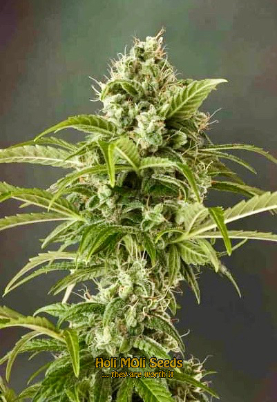 ak59 autoflower cannabis pics