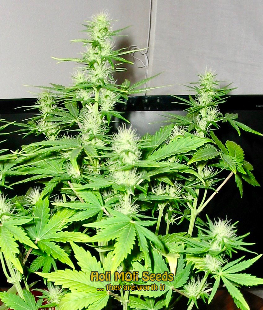 ak59 autoflower cannabis pics