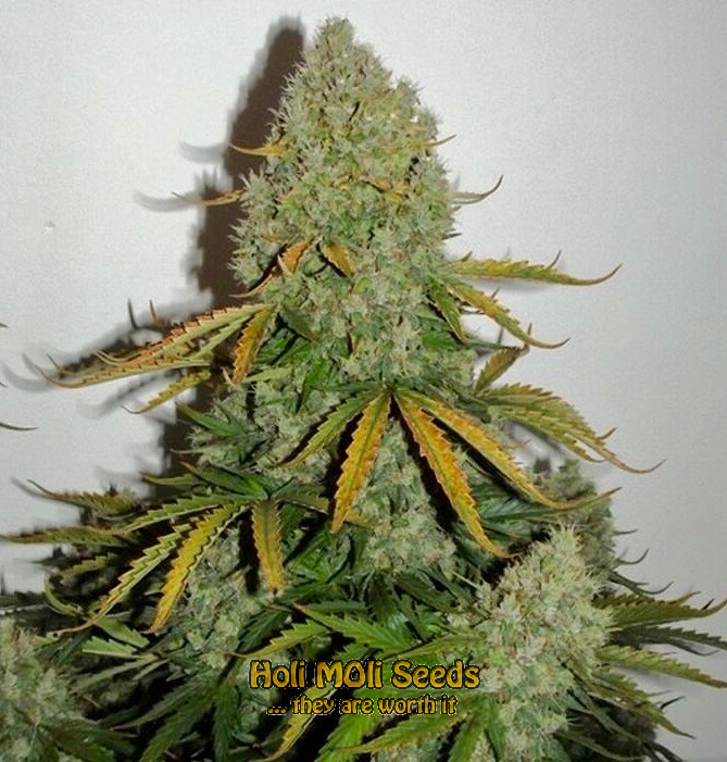 ak59 autoflower cannabis pics