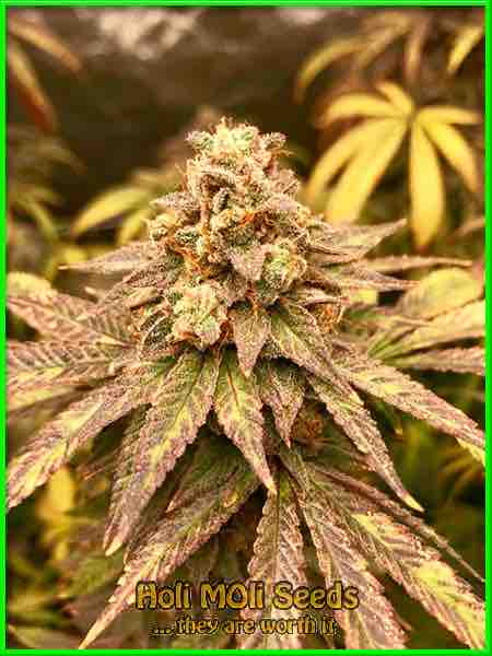 ak59 autoflower cannabis pics