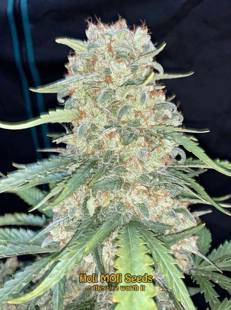 ak blue widow autoflower cannabis pics