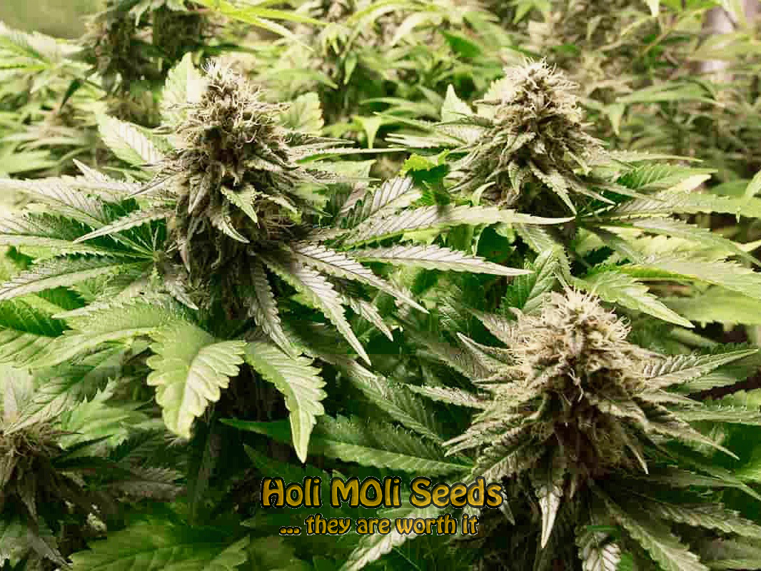 ak blue widow autoflower cannabis pics