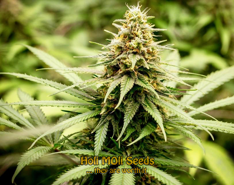 ak blue widow autoflower cannabis pics