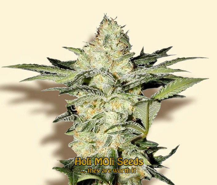 ak blue widow autoflower cannabis pics