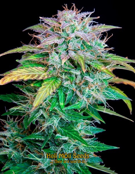 ak white widow autoflower cannabis pics