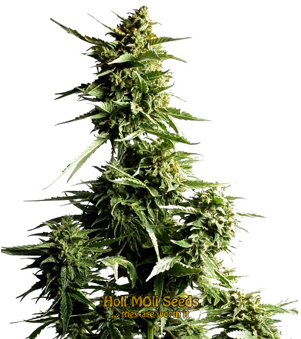 ak white widow autoflower cannabis pics