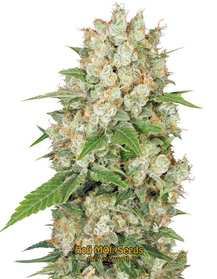 ak white widow autoflower cannabis pics