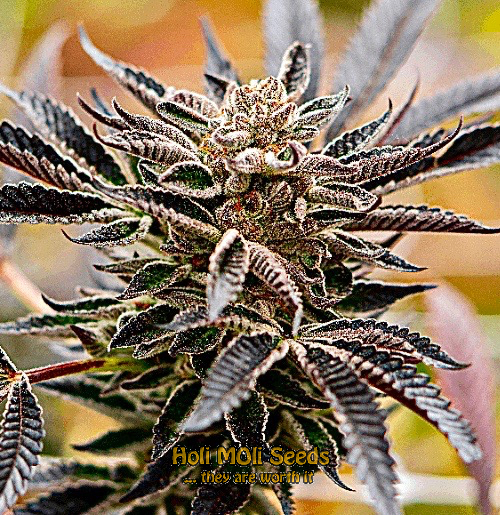 amnesia autoflower cannabis pics