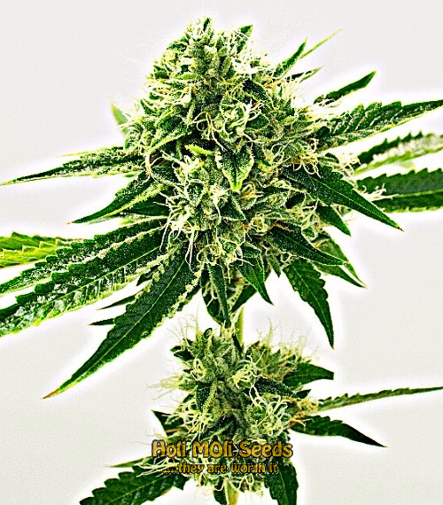 amnesia autoflower cannabis pics