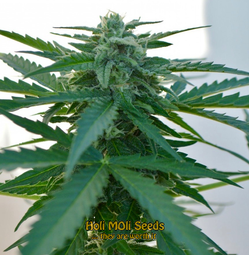 amnesia autoflower cannabis pics