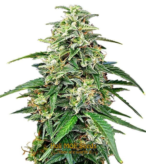 amnesia haze autoflower cannabis pics