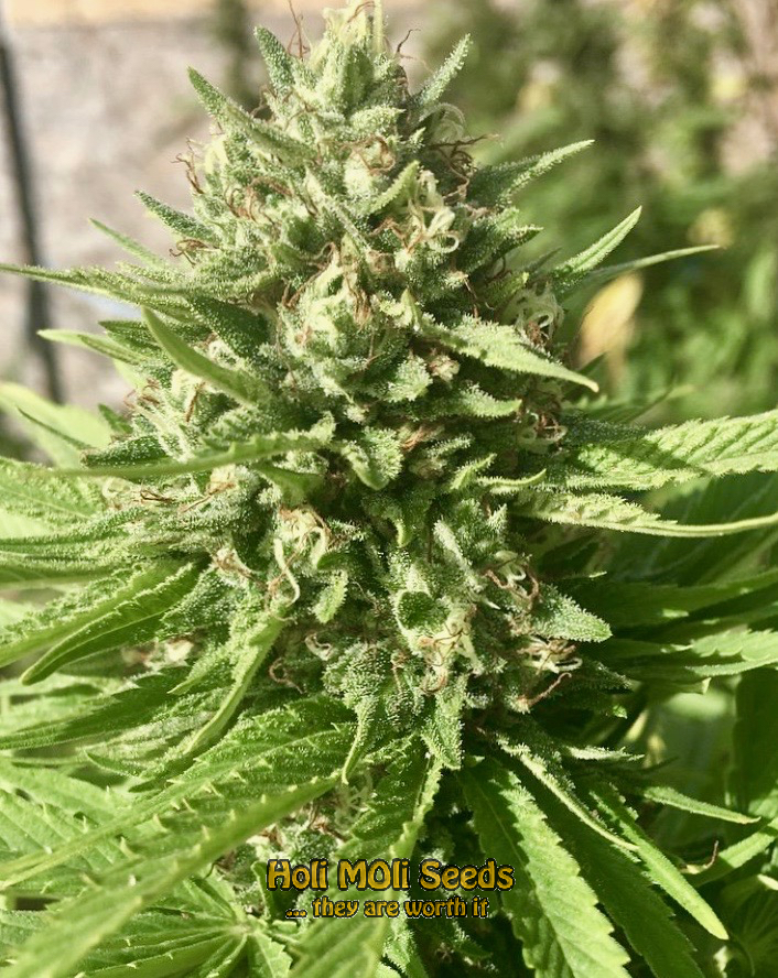 amnesia haze autoflower cannabis pics