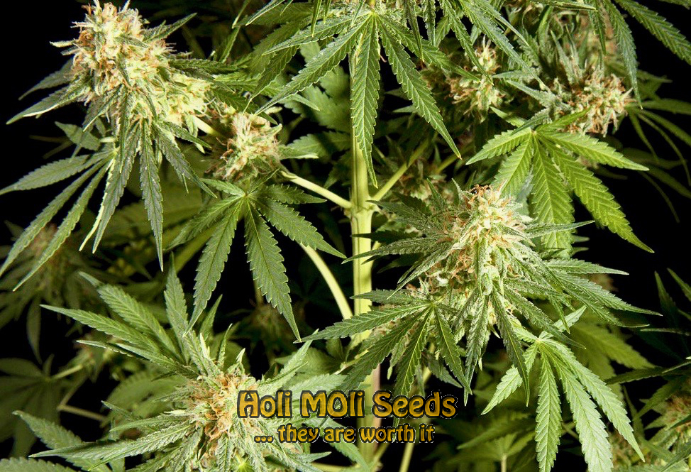 amnesia haze autoflower cannabis pics